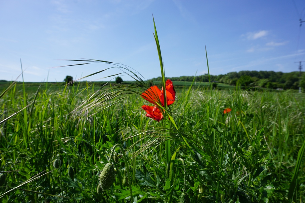 Le Sentier du Poilu – Souchez