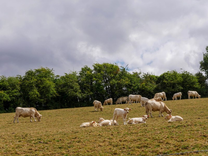 Le Puits sans Fond