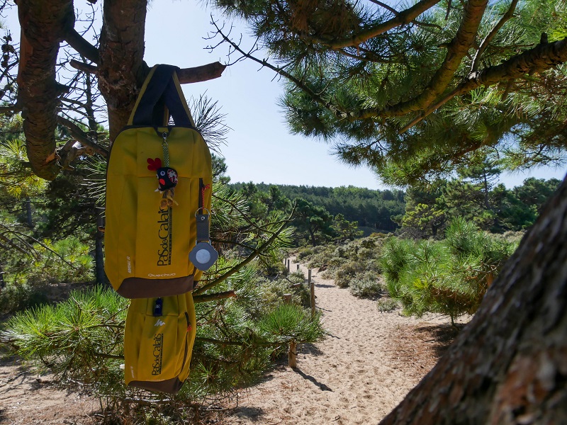 Pins dans les dunes