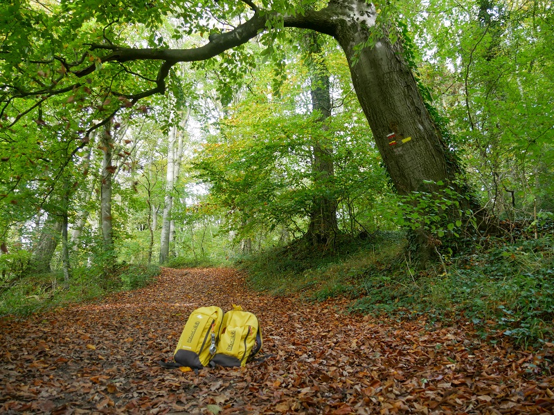 Chemin d'automne