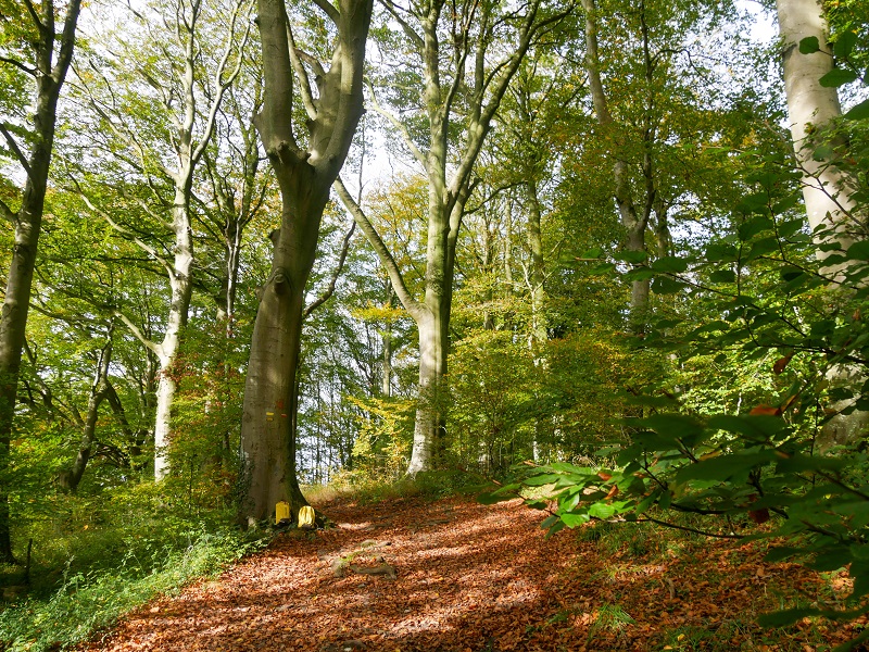 les grands arbres